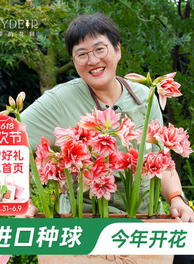 朱顶红种球重瓣阿弗雷进口开花球花卉植物室内花