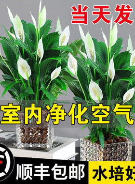 白掌盆栽一帆风顺水培植物绿萝箩花卉绿植红掌吸除室内甲醛发财树