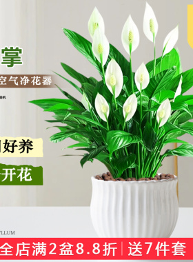 特级一帆风顺白掌盆栽净化空气绿植花卉红掌室内植物四季常青好养