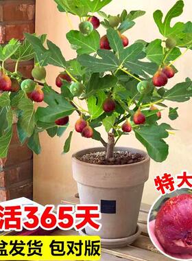 无花果树果苗盆栽特大果南方北方波姬红芭劳奈青皮矮化无花果苗树