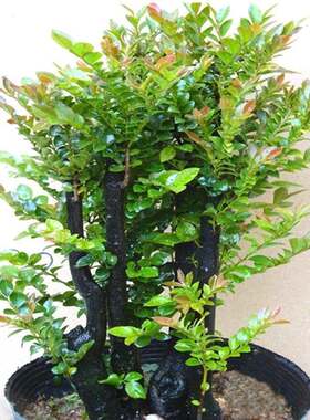 小叶紫檀树苗紫檀盆景四季常青植物观叶花卉盆栽四季好养盆景
