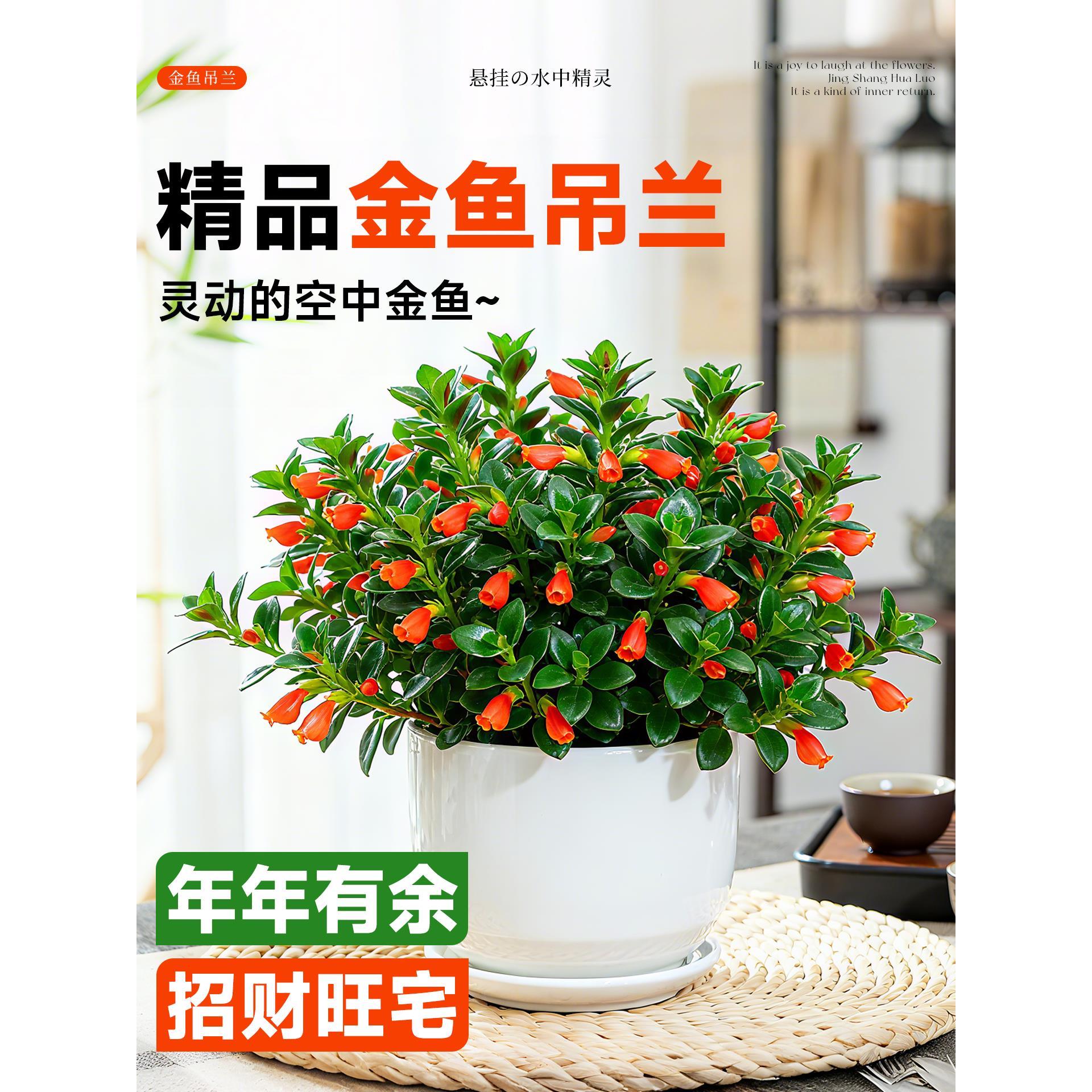 大盆金鱼吊兰盆栽带花苞室内阳台花卉客厅旺宅植物桌面绿植好养活