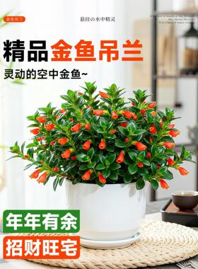 大盆金鱼吊兰盆栽带花苞室内阳台花卉客厅旺宅植物桌面绿植好养活