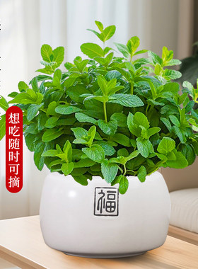 可食用大盆薄荷盆栽A级大苗室内驱蚊绿植迷迭香猫薄荷叶香草植物