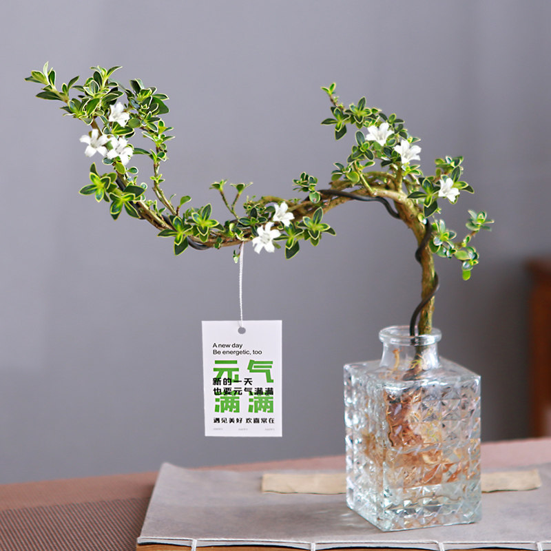 六月雪盆栽水培悬崖造型盆景办公室内桌摆易养观叶植物茶几水养花,家居饰品,装饰摆件,淘宝优惠券,粉丝福利购,淘宝优惠卷