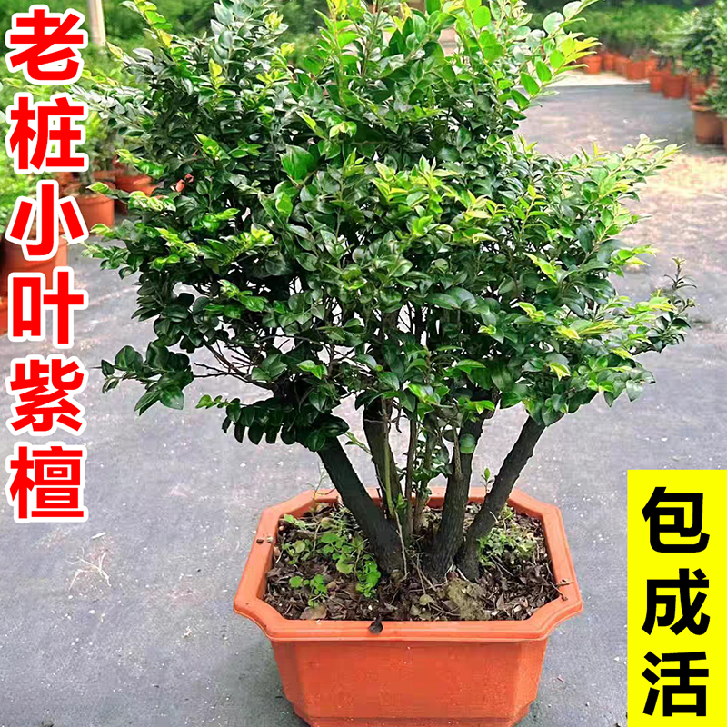 老桩小叶紫檀盆景黑骨茶树苗室内名贵花卉盆栽四季常青好养活绿植