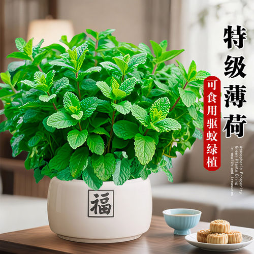 薄荷盆栽可食用水培室内驱蚊植物薄荷叶四季好养柠檬留兰香迷迭香