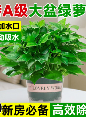 绿萝盆栽室内植物花卉绿植水培长藤垂吊大叶绿箩新房家用净化空气