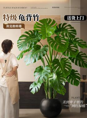 龟背竹客厅大盆栽老桩大叶室内客厅大型绿植开背提跟植物四季好养