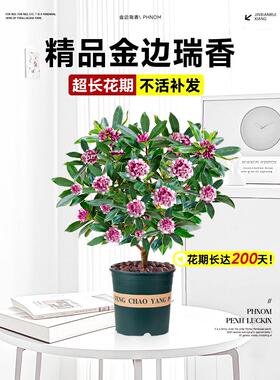 金边瑞香盆栽浓香型带花苞大苗老桩盆景客厅室内花卉四季耐寒植物