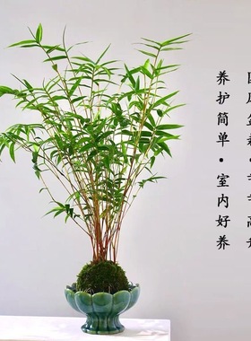 中式米竹苔藓球｜室内茶桌禅意造型净化空气观赏植物桌面水养竹子