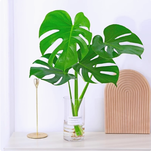 水培植物龟背竹盆栽老桩净化空气天堂鸟大叶室内观叶绿植耐阴常青