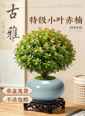 小叶赤楠盆栽老桩客厅桌面盆景室内阳台金丝楠木四季好养植物绿植