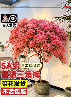 大型三角梅盆栽带花老桩高级感室内落地式花卉爬藤绿植物飘枝客厅