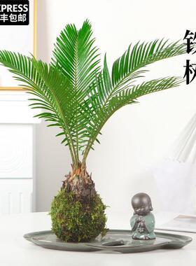 水培植物铁树小盆栽客厅绿植室内植物办公室桌面禅意盆景苏铁树苗
