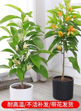 白兰花盆栽玉兰花树苗带花苞黄兰阳台庭院浓香型花卉四季开花植物