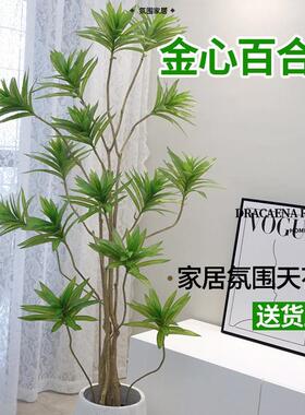 金心百合竹盆栽客厅真绿植大型室内高端青叶盆景四季长青造型植物