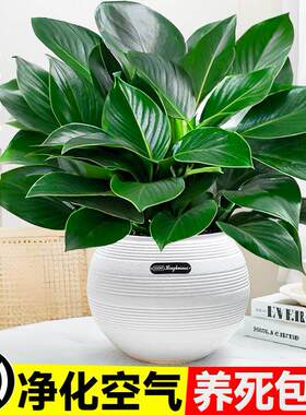 大盆金钻盆栽绿公主水培植物办公室内绿萝箩绿植多肉大叶植物除醛