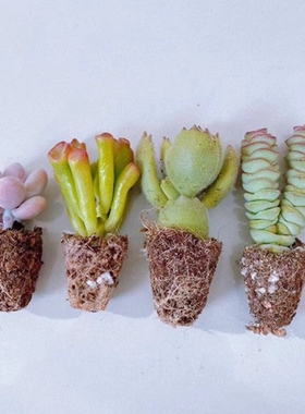 多肉植物 桃蛋 吸财树 钱串 熊童子 新手套餐 室内桌面易成活绿植