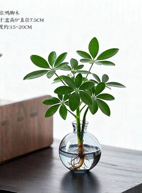 八方来财鸭脚木水培植物花卉盆栽办公室绿植客厅室内净化空气招财