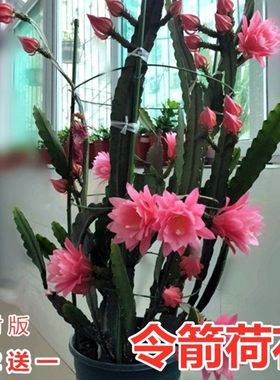 令箭荷花苗带根东北小粉重瓣仙人剑昙花绿植物室内外盆栽进口花卉