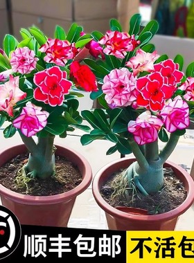 沙漠玫瑰盆栽老桩四季开花重瓣好养绿植室内客厅花卉耐干多肉植物