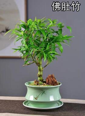罗汉竹佛肚竹盆栽老桩室内客厅庭院绿植四季常青矮化竹子盆景好养