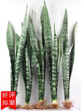 金边虎皮兰盆栽绿植懒人植物适合卧室客厅室内大型耐阴水培虎尾兰