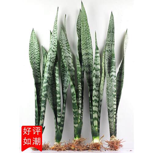金边虎皮兰盆栽绿植懒人植物适合卧室客厅室内大型耐阴水培虎尾兰