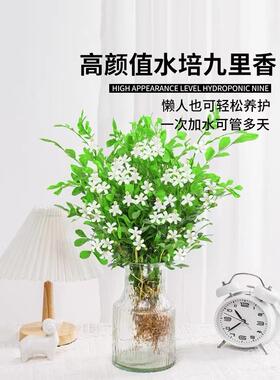 九里香盆栽水培植物驱蚊竹室内茉莉花卉带花苞栀子花好养绿植桌面