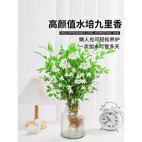 九里香盆栽水培植物驱蚊竹室内茉莉花卉带花苞栀子花好养绿植桌面