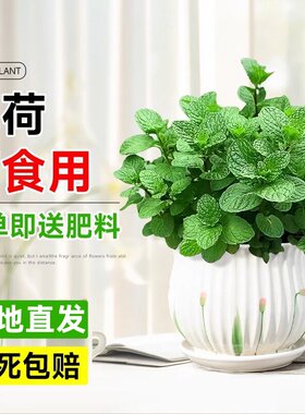 大盆薄荷盆栽可食用大苗驱蚊绿植室内迷迭香四季香草植物猫薄荷叶