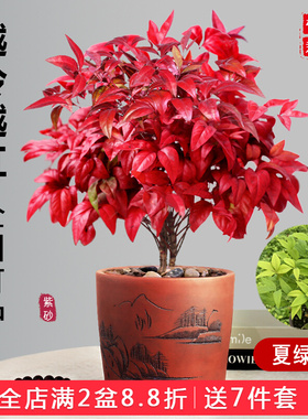 红叶南天竹盆景冬季耐寒红叶植物室内外阳台庭院四季好养植物
