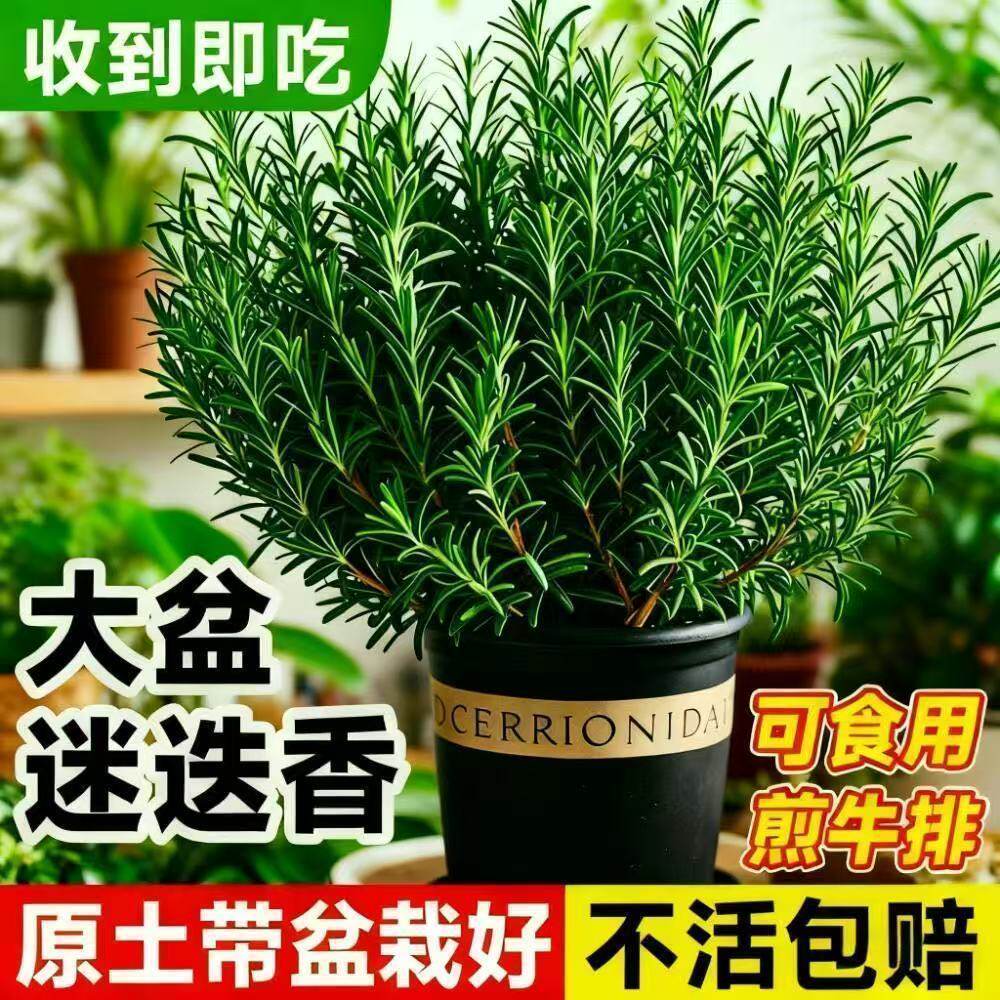 迷迭香盆栽可食用煎牛排香料烘焙蛋糕装饰带阳台香草植物驱蚊绿植图片