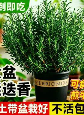 迷迭香盆栽可食用煎牛排香料烘焙蛋糕装饰带阳台香草植物驱蚊绿植