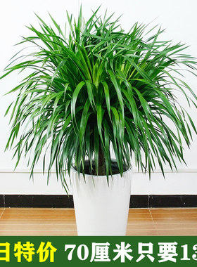 龙须树多头龙血树室内花卉植物