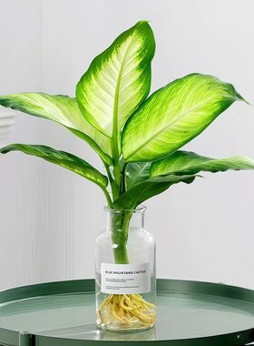 黄金玛丽安水培植物粉黛万年青盆栽懒人绿植室内桌面净化空气好养