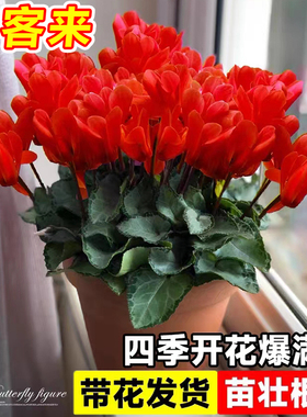 仙客来盆栽带花阳台四季开花植物重瓣蝶衣花苗室内好养活耐寒花卉