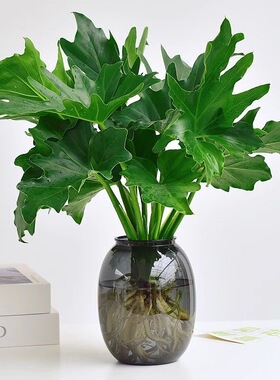 春羽水培植物盆栽室内客厅办公室桌面花卉大叶龟背竹好养绿植