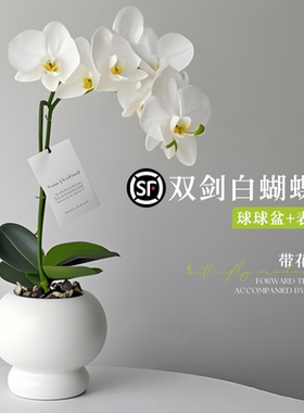 蝴蝶兰盆栽高端送礼室内白色商场桌面绿植花卉植物好养活四季轻奢