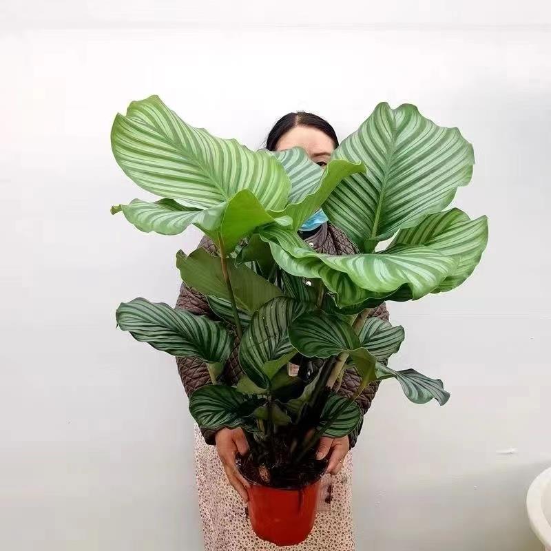 青苹果竹芋盆栽大叶室内桌面北欧风绿植办公室净化观叶网红植物