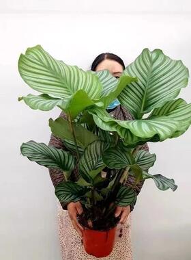 青苹果竹芋盆栽大叶室内桌面北欧风绿植办公室净化观叶网红植物