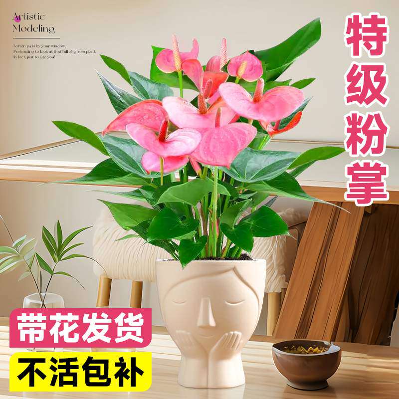 粉掌盆栽带花水培植物室内好养四季花卉绿植网红草适合懒人养的花