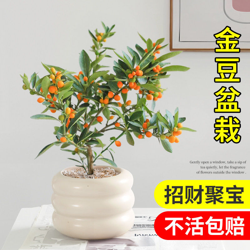金豆盆景老桩小盆栽树苗带果冬季耐寒植物绿植花卉招财旺财年宵花,家居饰品,桌面摆件,淘宝优惠券,粉丝福利购,淘宝优惠卷