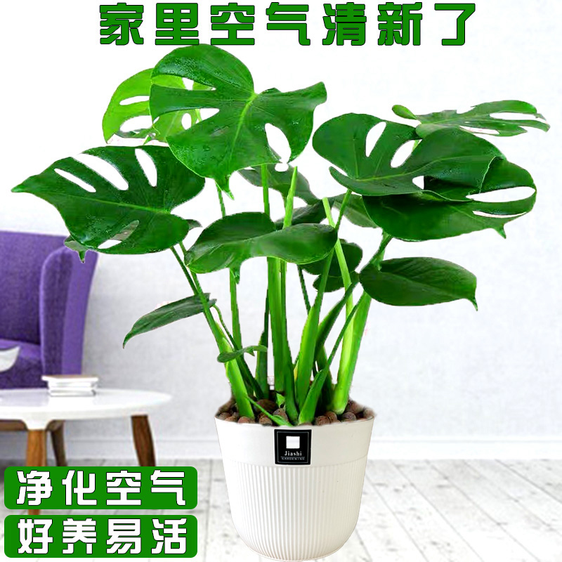龟背竹盆栽室内办公室绿植土水培植物四季常青耐阴花卉夏季植物