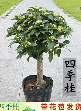 四季桂花盆栽矮霸桩桂花树苗植物景室内外卉开花浓香阳台庭院月桂