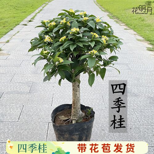 四季桂花盆栽矮霸桩桂花树苗植物景室内外卉开花浓香阳台庭院月桂