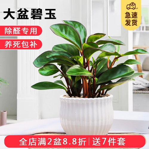 紫边碧玉植物电脑宝贝植物室内常绿盆栽办公室净化空气小绿植