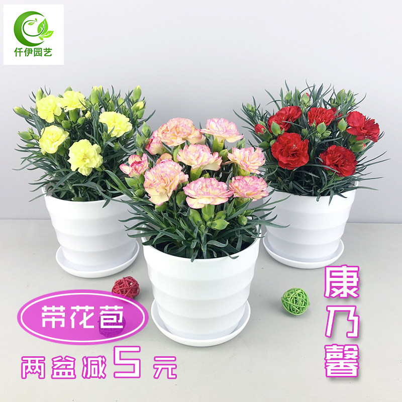 康乃馨盆栽带花苞四季开花阳台窗台庭院绿植花卉室内好养花苗植物