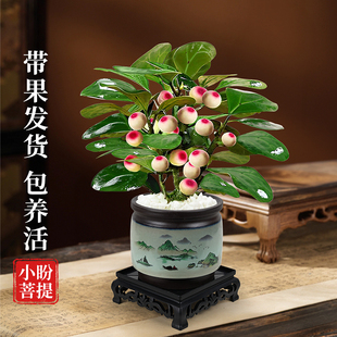 菩提树盆栽小盼菩提带果盆景室内办公室植物桌面摆件中式禅意绿植